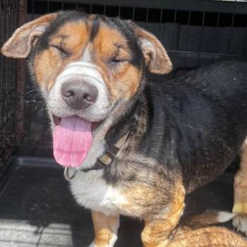 Dachshund and Mixed Breed Dogs Available for Adoption in Aldie, Virginia - Clyde | PetCurious