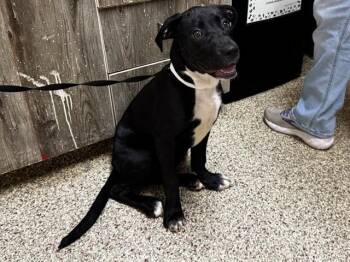 Pit Bull Terrier and Mixed Breed Dogs Available for Adoption in Colorado Springs, Colorado - OHANA | PetCurious