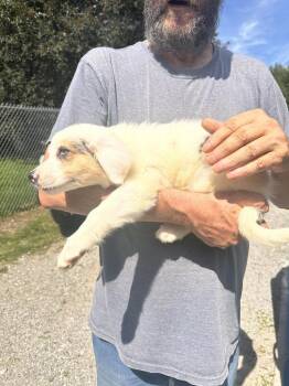 Mango -  Border Collie and Cattle Dog Dog for Adoption in Lawrenceburg, Tennessee - Mango | PetCurious