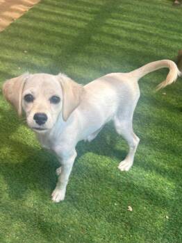 Ashley -  Terrier Dog for Adoption in San Diego, California - Ashley | PetCurious