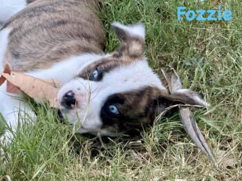 Bear Litter - Fozzie -  Boxer Dog for Adoption in Monticello, New York - Bear Litter - Fozzie | PetCurious