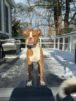 American Bulldog Dogs Available for Adoption - Brie | PetCurious