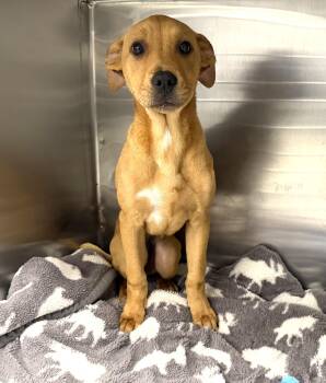Mastiff and Yellow Labrador Retriever Dogs Available for Adoption in Plaquemine, Louisiana - Persephone | PetCurious