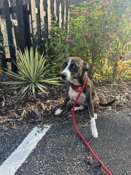 Reina -  Feist and Mixed Breed Dog for Adoption in Conway, South Carolina - Reina | PetCurious