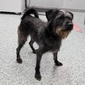 Labradoodle Dogs Available for Adoption - 189385 Monkey LOOKING FOR OWNER | PetCurious