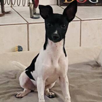 Stewart -  Rat Terrier Dog for Adoption in Heber Springs, Arkansas - Stewart | PetCurious