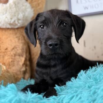 Tiger -  Labradoodle and Labrador Retriever Dog for Adoption in Atlanta, Texas - Tiger | PetCurious