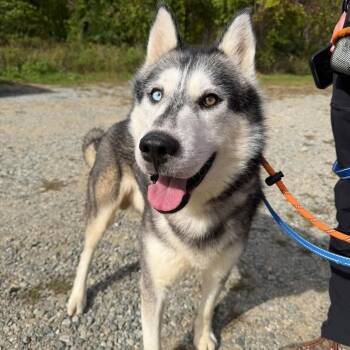 Micah -  Siberian Husky Dog for Adoption in Phoenixville, Pennsylvania - Micah | PetCurious