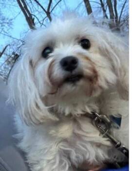 Maltese Dogs Available for Adoption in Marengo, Illinois - Muffin | PetCurious