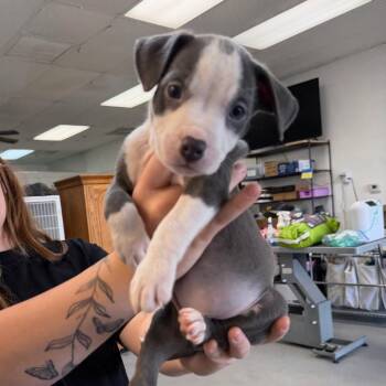 Girl 1 -  Pit Bull Terrier Dog for Adoption in Phoenix, Arizona - Girl 1 | PetCurious