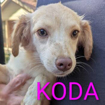 Rescue Dachshund and Chihuahua Dogs for Adoption in Dallas, Texas - Koda | PetCurious
