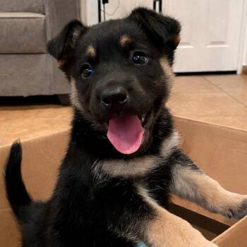 German Shepherd Dog Dogs Available for Adoption in Tucson, Arizona - Charlie | PetCurious