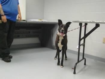 Rescue Mixed Breed Dogs for Adoption in St. Cloud, Florida - QUEEN | PetCurious