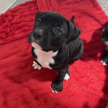 Do-si-dos 54005 -  Pit Bull Terrier and Boxer Dog for Adoption in Las Vegas, Nevada - Do-si-dos 54005 | PetCurious