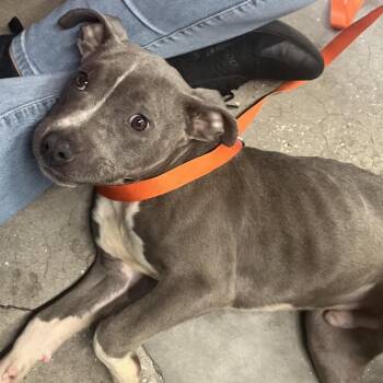 Terrier Dogs Available for Adoption - Benji | PetCurious