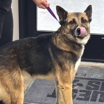 RayRay -  German Shepherd Dog Dog for Adoption in Midland, Texas - RayRay | PetCurious