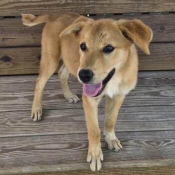 Sasquatch -  Retriever and Mixed Breed Dog for Adoption in Clearwater, Florida - Sasquatch | PetCurious