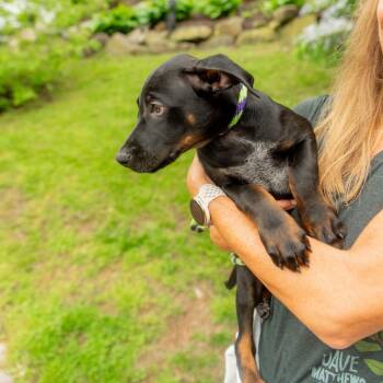 Doberman Pinscher and Australian Cattle Dog Blue Heeler Dogs Available for Adoption in Chester Springs, Pennsylvania - Michael | PetCurious