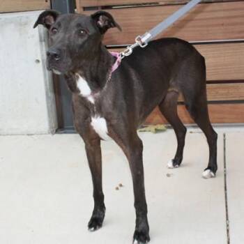 Ragen -  Labrador Retriever and Greyhound Dog for Adoption in Richmond, Virginia - Ragen | PetCurious