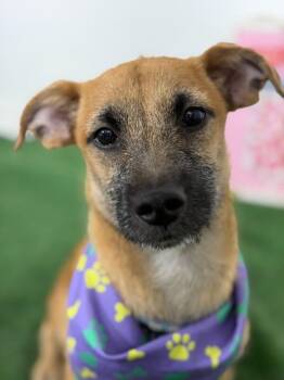 Pimiento-One of our Amazing Rescue Dogs -  Belgian Shepherd Malinois and Schnauzer Dog for Adoption in Carlsbad, California - Pimiento-One Of Our Amazing Rescue Dogs | PetCurious