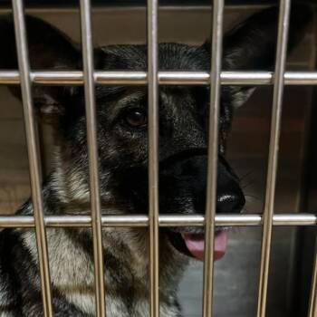 Buffy -  German Shepherd Dog Dog for Adoption in Gadsden, Alabama - Buffy | PetCurious