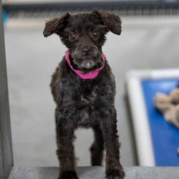 Rescue Schnauzer Dogs for Adoption in Peyton, Colorado - Arabella (JN25-443) | PetCurious