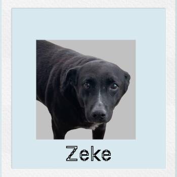 Rescue Black Labrador Retriever Dogs for Adoption in Chuckey, Tennessee - Zeke | PetCurious