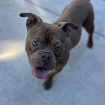 Mogwai -  Mixed Breed Dog for Adoption in Janesville, Wisconsin - Mogwai | PetCurious