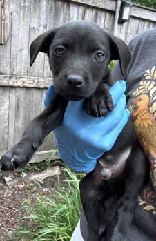 Volkl -  Labrador Retriever and Australian Shepherd Dog for Adoption in Bull Valley, Illinois - Volkl | PetCurious