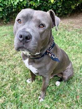 American Staffordshire Terrier Dogs Available for Adoption - Larry | PetCurious