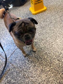 Mixed Breed Dogs Available for Adoption in Columbia, Tennessee - Gizmo | PetCurious