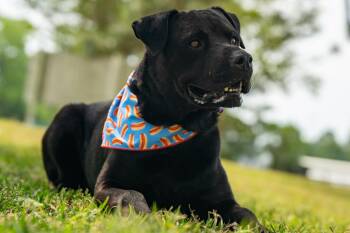 Koi -  Mixed Breed Dog Available for Adoption in Myrtle Beach, South Carolina - Koi | PetCurious