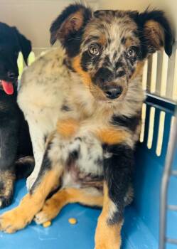 BumbleBee -  Australian Shepherd and Shepherd Dog for Adoption in Valley Park, Oklahoma - BumbleBee | PetCurious
