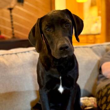 Indy -  Black Labrador Retriever Dog for Adoption in Huntsville, Alabama - Indy | PetCurious