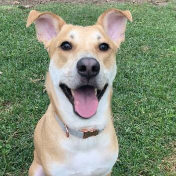 Toast -  Labrador Retriever Dog for Adoption in Houston, Texas - Toast | PetCurious