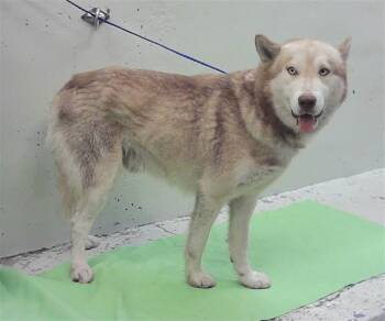 ARCHIE -  Husky and Mixed Breed Dog for Adoption in Houston, Texas - ARCHIE | PetCurious