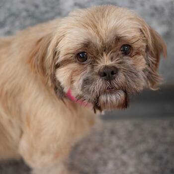 Rescue Shih Tzu Dogs for Adoption in Peyton, Colorado - Etna (AG25-146) | PetCurious