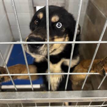 Shepherd Dogs Available for Adoption in Brookfield, Missouri - Wilbur | PetCurious