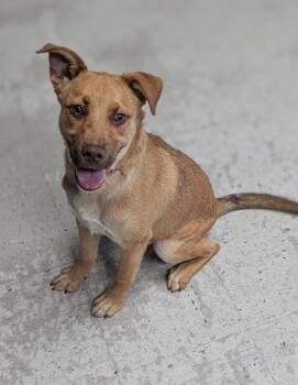 *Ralph Lauren* -  German Shepherd Dog Dog for Adoption in Salt Lake City, Utah - *Ralph Lauren* | PetCurious