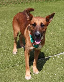 Rescue Mixed Breed Dogs for Adoption in Athens, Georgia - Skulli | PetCurious