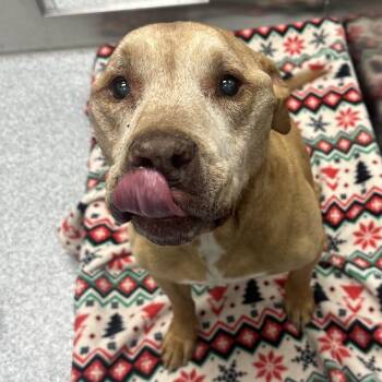 Chance -  American Staffordshire Terrier Dog for Adoption in Grand Rapids, Michigan - Chance | PetCurious