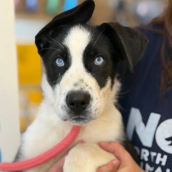 Mixed Breed Dogs Available for Adoption in Morristown, Vermont - Ellabelle | PetCurious