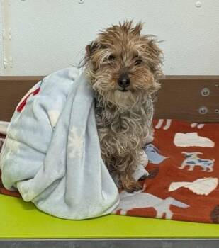 Yorkshire Terrier and Poodle Dogs Available for Adoption in Divide, Colorado - Odysseus | PetCurious