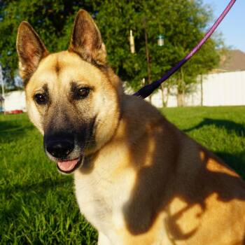 German Shepherd Dog Dogs Available for Adoption in Krum, Texas - Malouk  | PetCurious