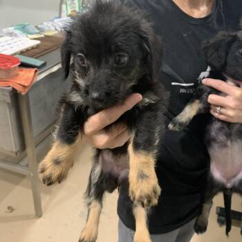 PENELOPE -  Mixed Breed and Yorkshire Terrier Dog for Adoption in Buchanan Dam, Texas - PENELOPE | PetCurious