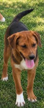 Jack -  Hound Dog for Adoption in Frenchburg, Kentucky - Jack | PetCurious