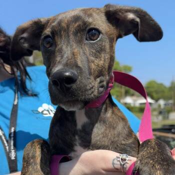 Mixed Breed Dogs Available for Adoption - Green | PetCurious