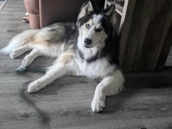 Rescue Siberian Husky Dogs for Adoption in Casselberry, Florida - Maxx | PetCurious
