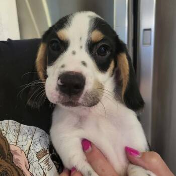 Beagle and Mixed Breed Dogs Available for Adoption in Pinellas Park, Florida - Liam | PetCurious