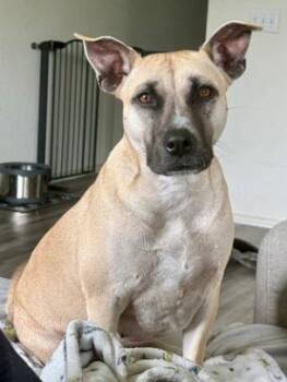 Banana --Courtesy Post. Out of town pet. See below for details-- -  Pit Bull Terrier Dog for Adoption in Eagle, Idaho - Banana --Courtesy Post. Out Of Town Pet. See Below For Details-- | PetCurious
